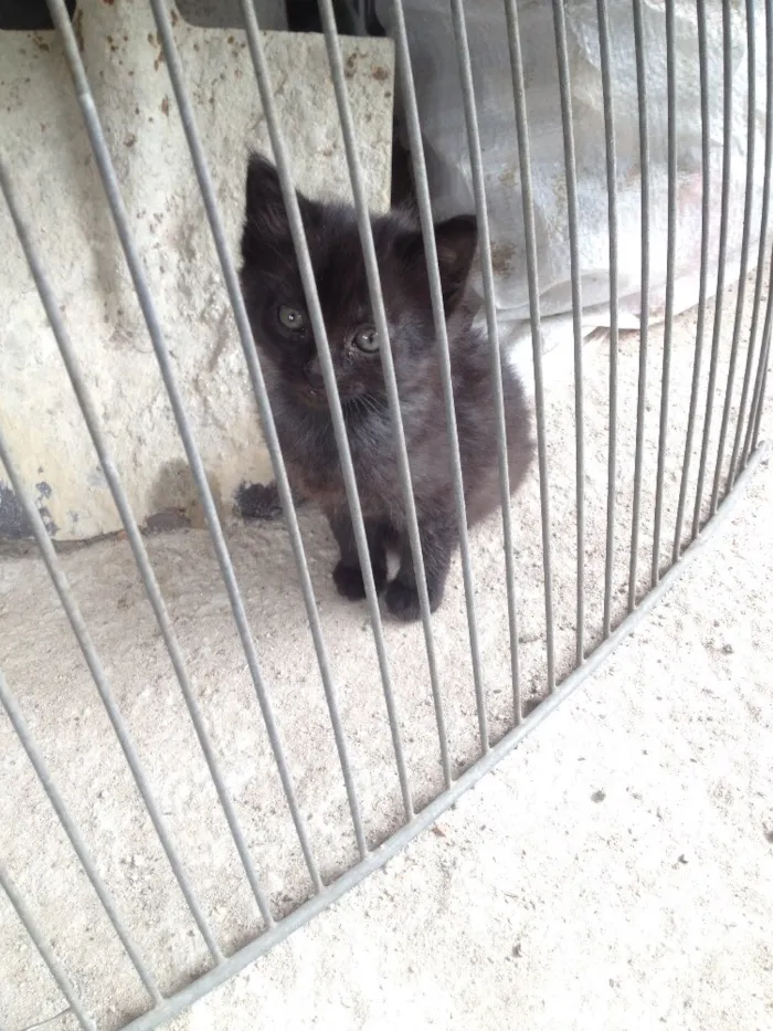 Gato ra a Misturas idade Abaixo de 2 meses nome A definir