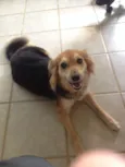 FRIDA E FIBI