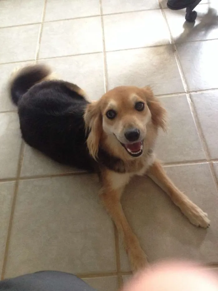 Cachorro ra a SRD idade 3 anos nome FRIDA E FIBI