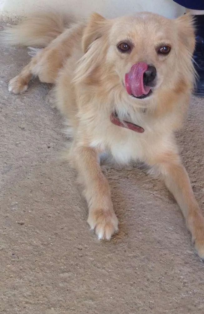 Cachorro ra a SRD idade 3 anos nome FRIDA E FIBI