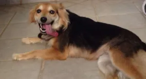 Cachorro raça SRD idade 3 anos nome FRIDA E FIBI