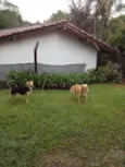 FRIDA E FIBI