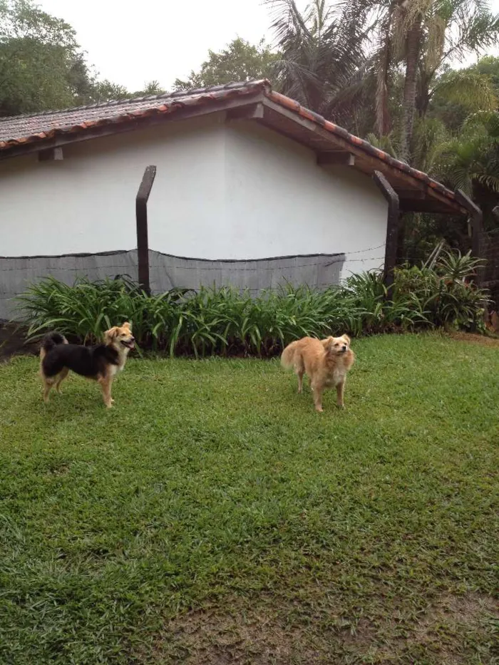 Cachorro ra a SRD idade 3 anos nome FRIDA E FIBI