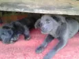 Amora, Nina e Malu