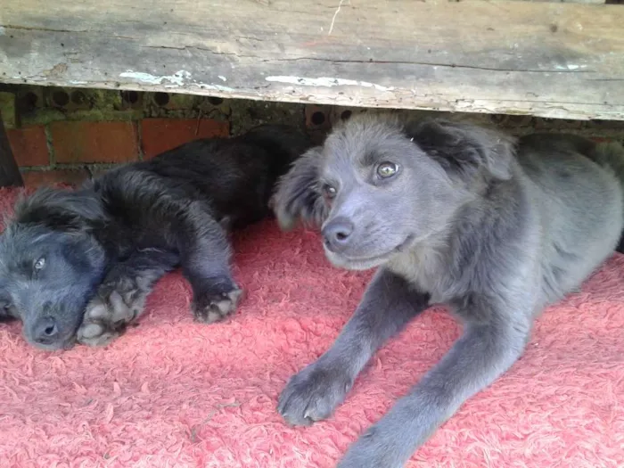 Cachorro ra a SRD idade 2 a 6 meses nome Amora, Nina e Malu