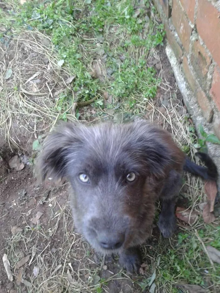 Cachorro ra a SRD idade 2 a 6 meses nome Amora, Nina e Malu