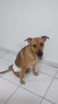 Zezinho