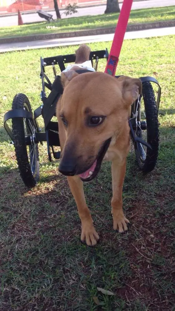 Cachorro ra a SRD idade 1 ano nome Zezinho