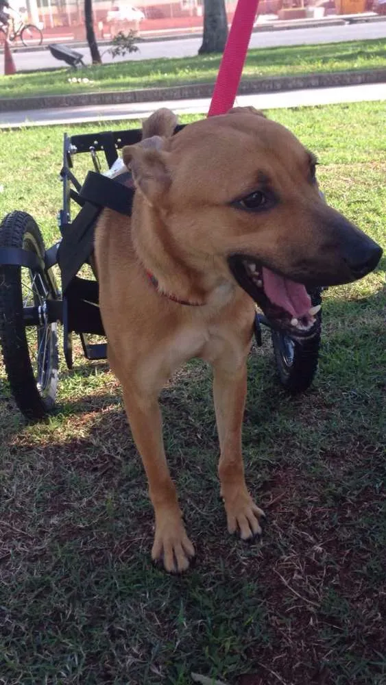 Cachorro ra a SRD idade 1 ano nome Zezinho