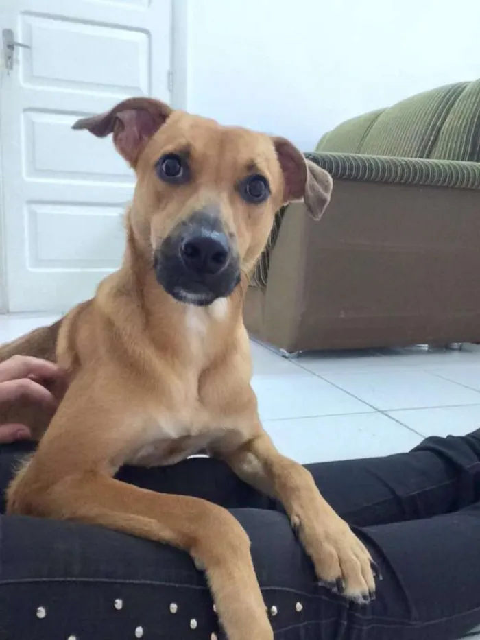 Cachorro ra a SRD idade 1 ano nome Zezinho