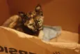 Gatinha abandonada