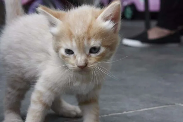 Gato ra a Srd idade Abaixo de 2 meses nome Filhotinho abandonad