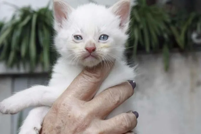 Gato ra a Srd idade Abaixo de 2 meses nome Filhote abandonado