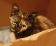 Gatinha abandonada