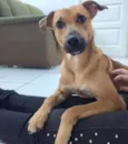 Zezinho
