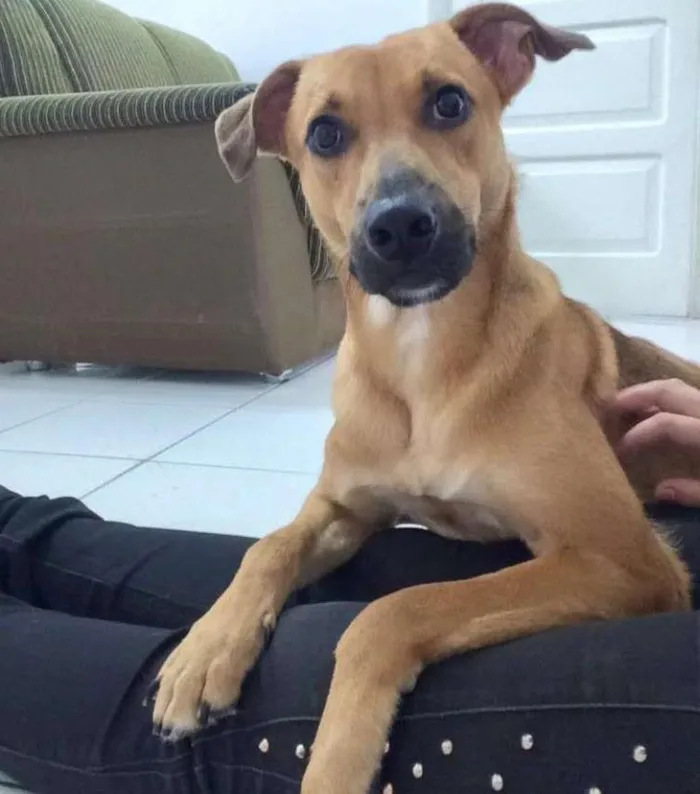 Cachorro ra a SRD idade 1 ano nome Zezinho