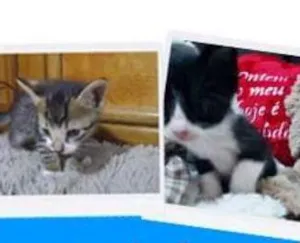 Gato raça Srd idade Abaixo de 2 meses nome Gatinhos