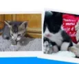 Gatinhos