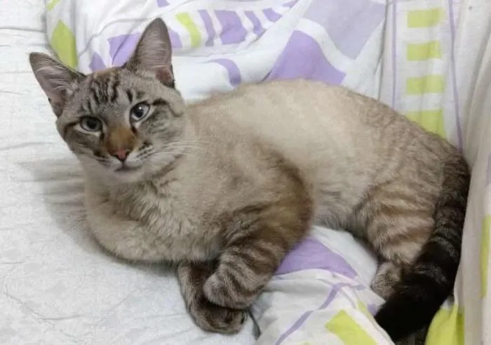 Gato ra a Siames idade 7 a 11 meses nome Theo