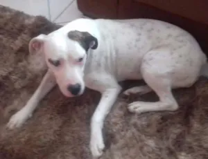 Cachorro raça Pitbull Mix idade 1 ano nome Bell