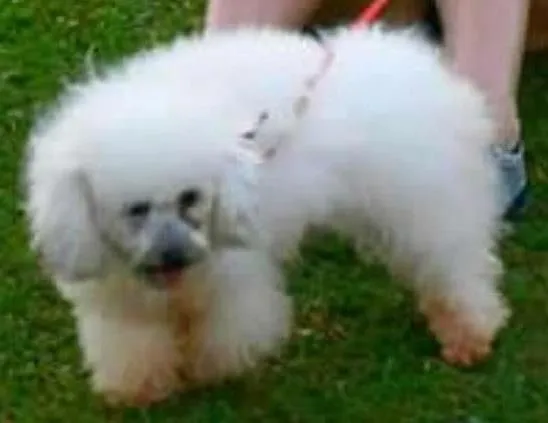 Cachorro ra a Poodle idade 4 anos nome Kadu