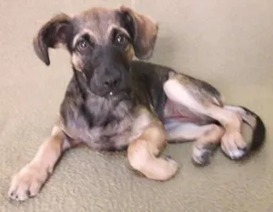 Cachorro raça vira latas idade 2 a 6 meses nome Baleia