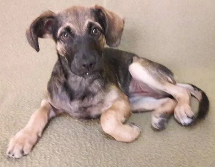 Cachorro ra a vira latas idade 2 a 6 meses nome Baleia