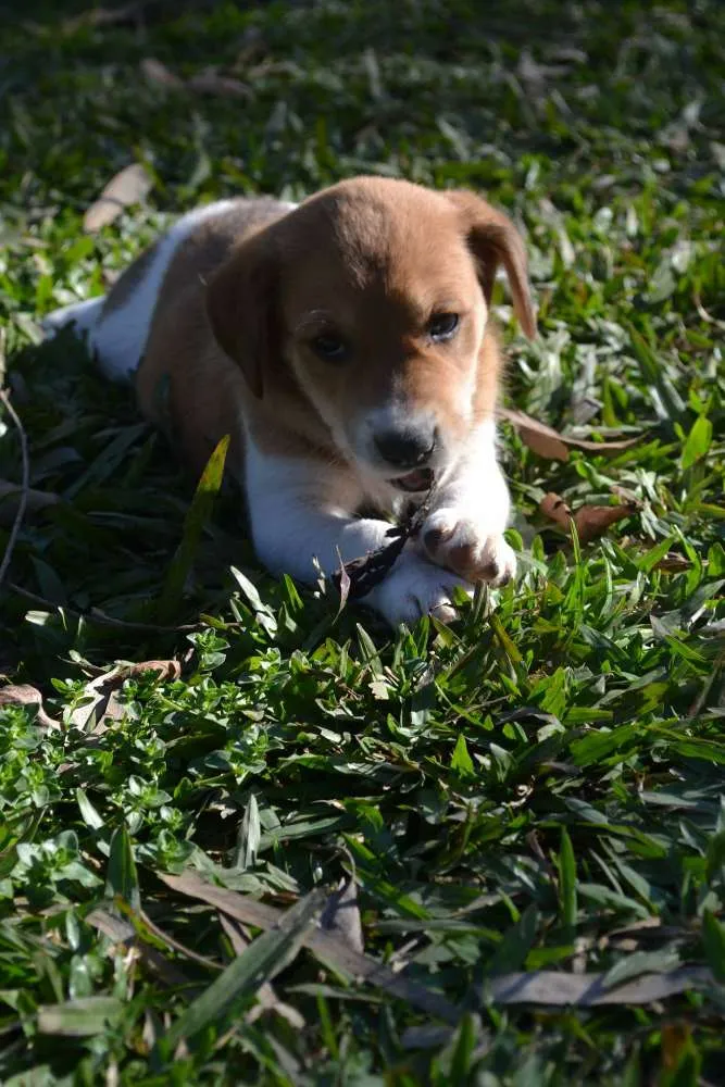 Cachorro ra a srd idade 2 a 6 meses nome Sem nome 