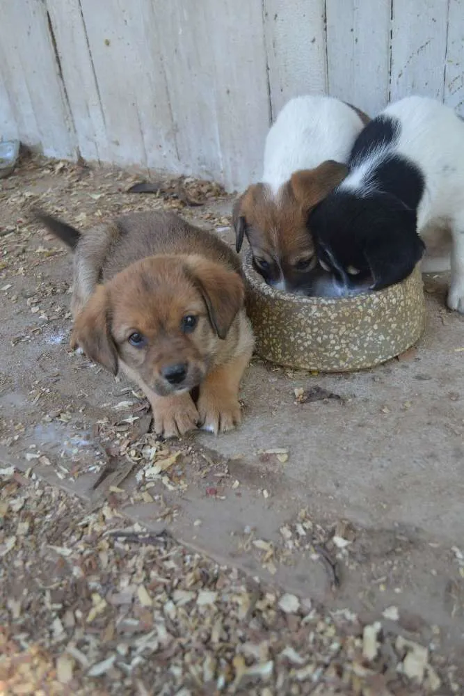Cachorro ra a srd idade 2 a 6 meses nome Sem nome 