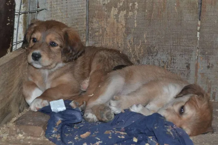 Cachorro ra a srd idade 2 a 6 meses nome Sem nome 