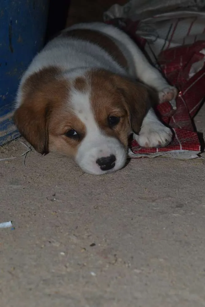 Cachorro ra a srd idade 2 a 6 meses nome Sem nome 
