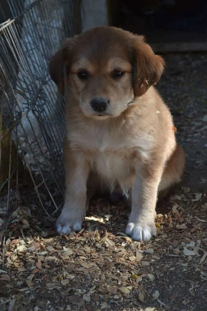 Cachorro ra a srd idade 2 a 6 meses nome Sem nome 