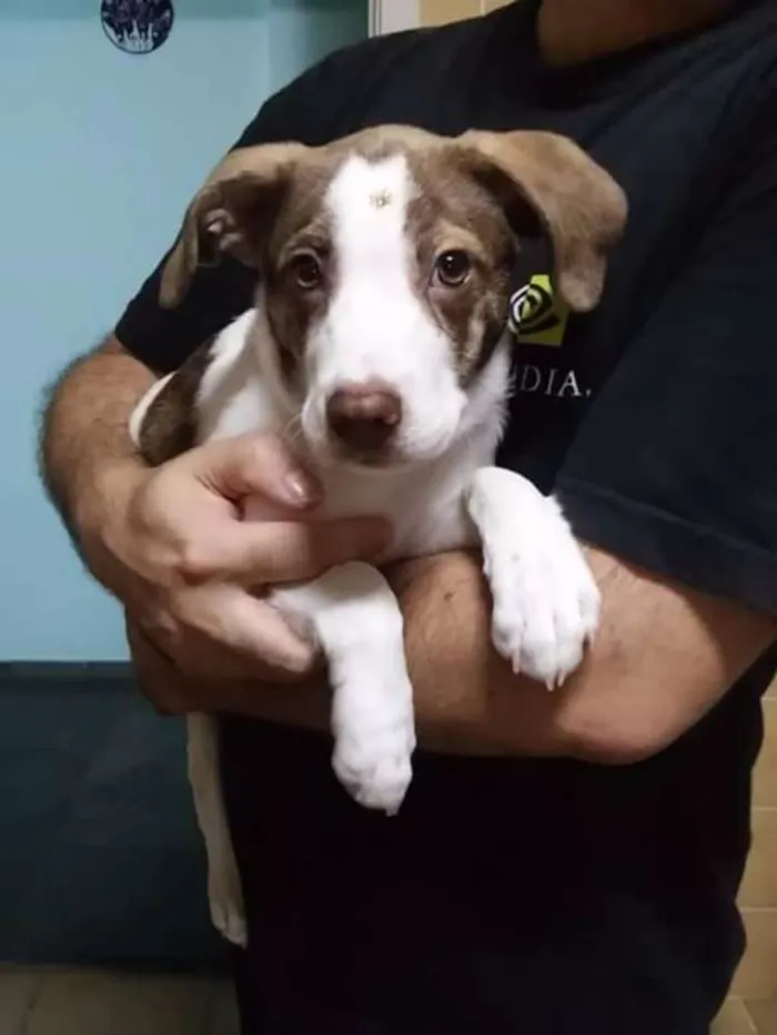 Cachorro ra a SRD idade 1 ano nome Lucy
