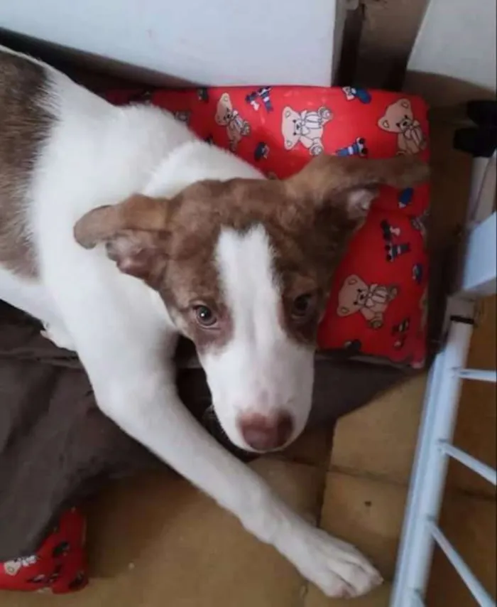 Cachorro ra a SRD idade 1 ano nome Lucy