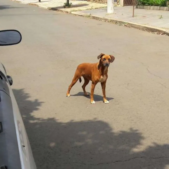 Cachorro ra a Vira lata  idade  nome Sem nome