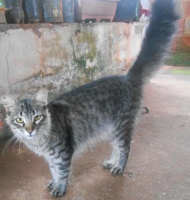 Gato ra a viralata idade 2 anos nome Bilisteka/ e d+