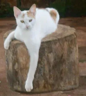 Gato raça viralata idade 2 anos nome Bilisteka/ e d+