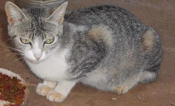 Gato ra a viralata idade 2 anos nome Bilisteka/ e d+
