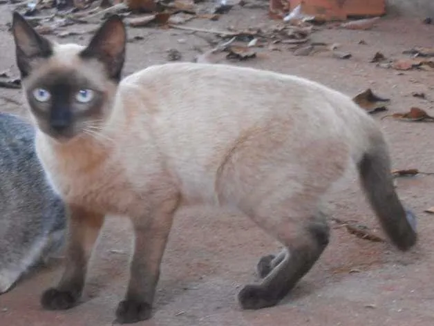 Gato ra a viralata idade 2 anos nome Bilisteka/ e d+