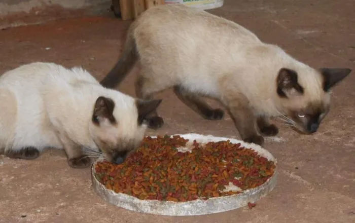 Gato ra a viralata idade 2 anos nome Bilisteka/ e d+