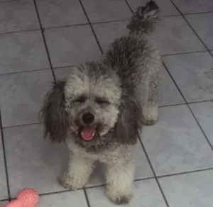 Cachorro raça poodle  idade 5 anos nome nina