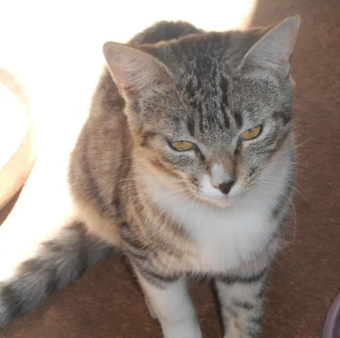 Gato ra a viralata idade 2 anos nome Bilisteka/ e d+
