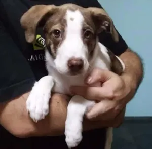 Cachorro raça SRD idade 1 ano nome Lucy