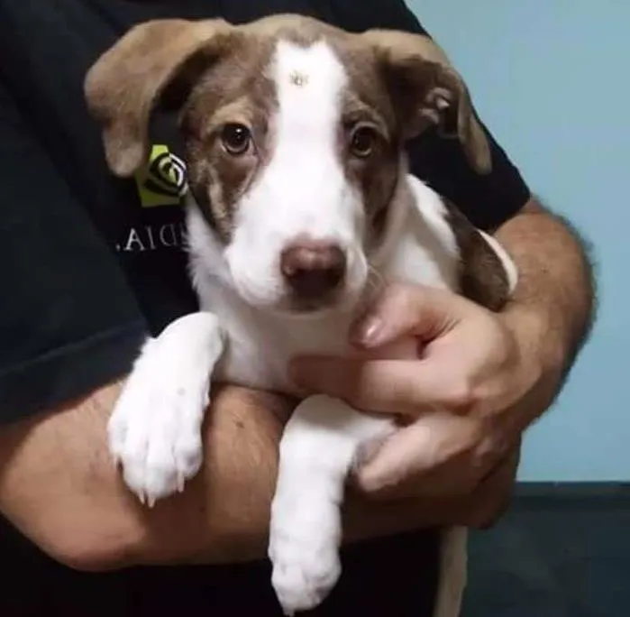 Cachorro ra a SRD idade 1 ano nome Lucy