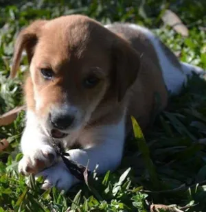 Cachorro raça srd idade 2 a 6 meses nome Sem nome 