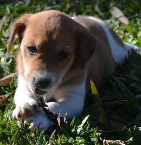 Cachorro ra a srd idade 2 a 6 meses nome Sem nome 