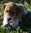 Cachorro raça srd idade 2 a 6 meses nome Sem nome 