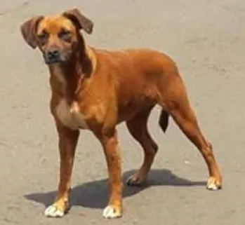 Cachorro raça Vira lata  idade  nome Sem nome