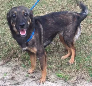 Cachorro raça SRD idade 7 a 11 meses nome Bel