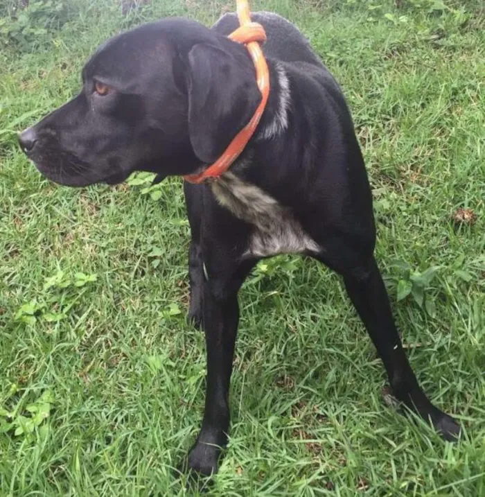 Gato ra a Mix de Labrador idade 2 anos nome Lindinha